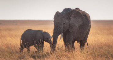 5-day-serengeti-ngorongoro-safari